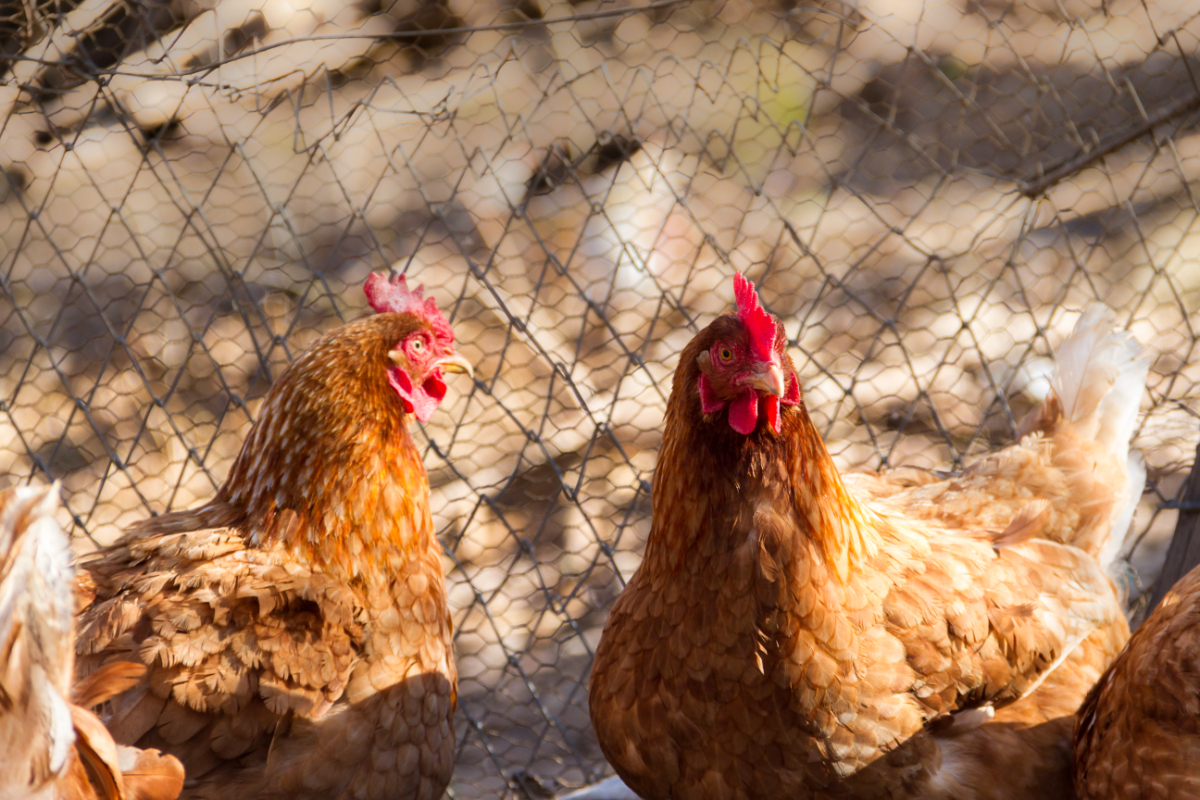 Old Macdonald’s Farm - Visiting Essex in the Spring Time